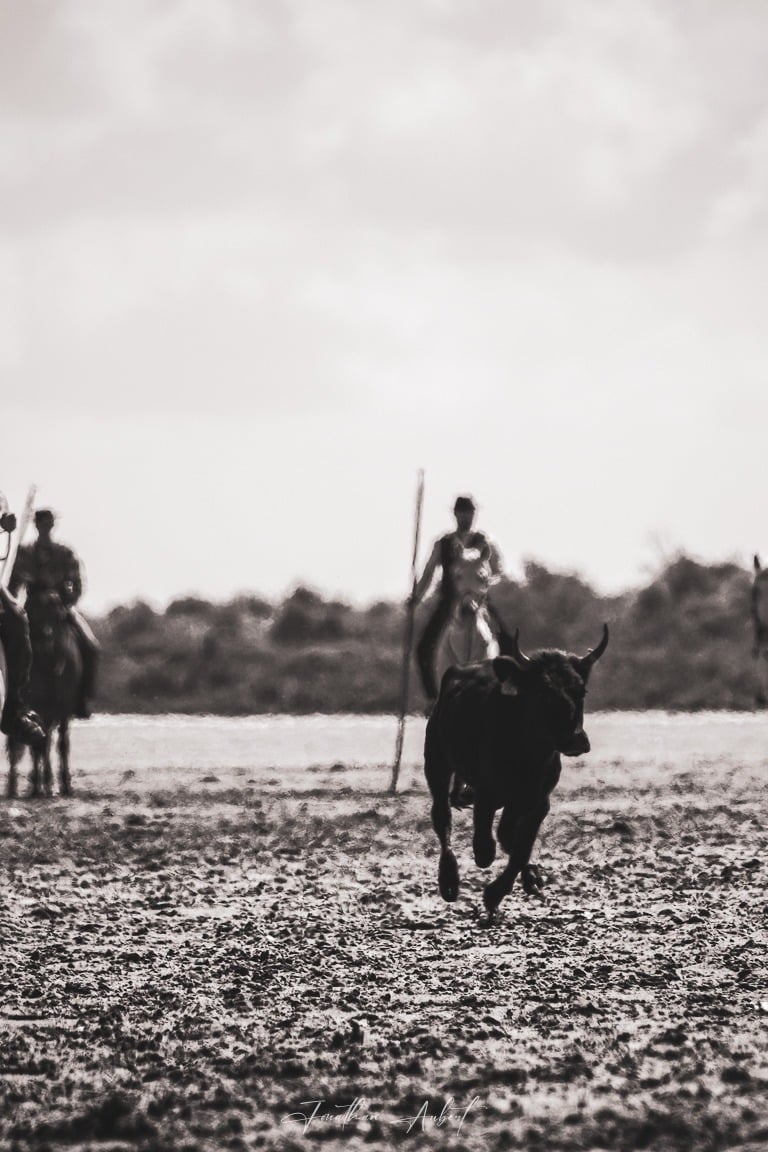a man riding a horse in a field in camargue