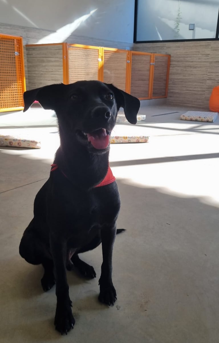 cachorro sentado no hotel