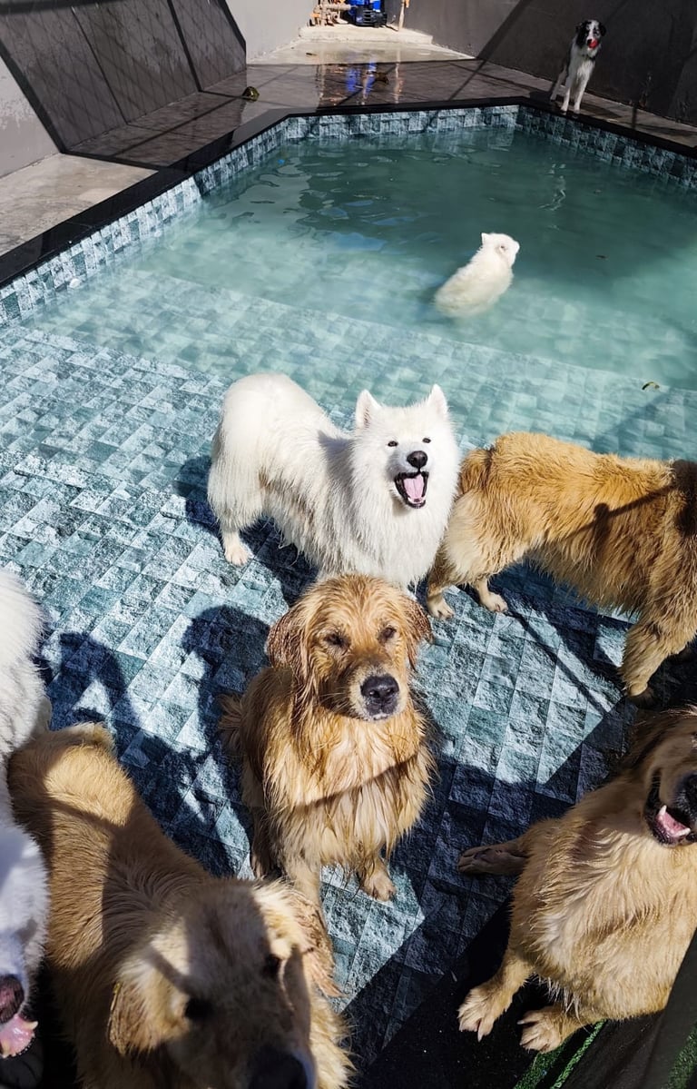 cachorros na piscina