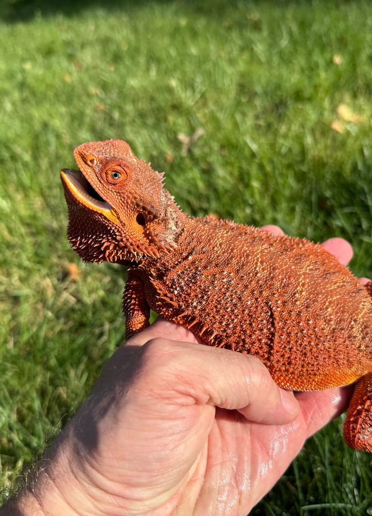 Female Hypo Red Monster Bearded Dragon