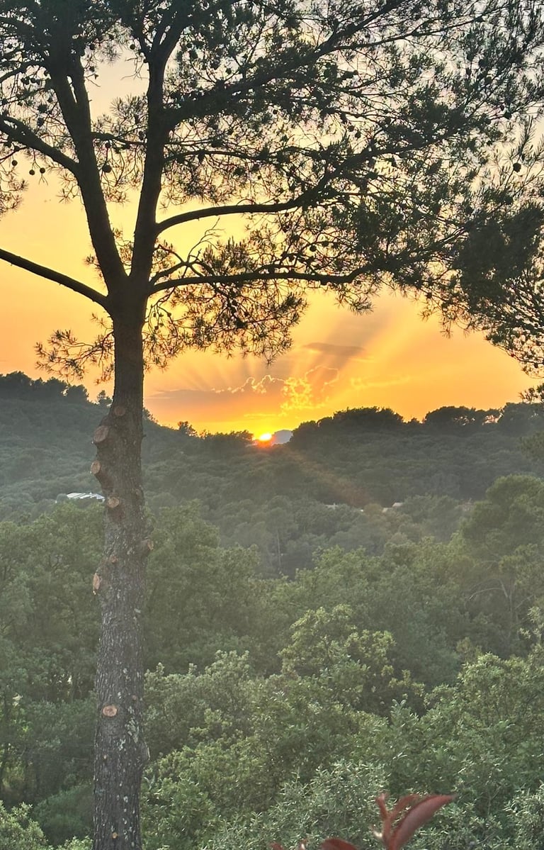 Elagage var - sunset