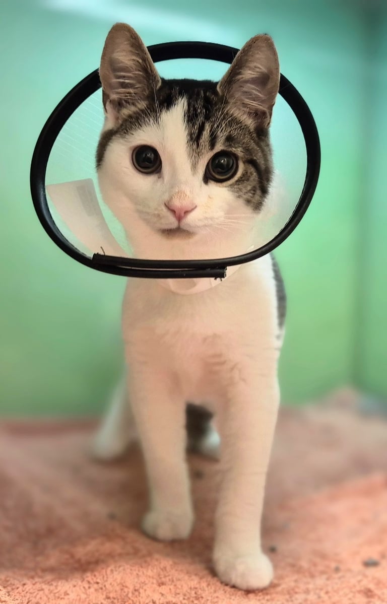 The Woodbridge Vets - Reason Marketing Marketing Consultant