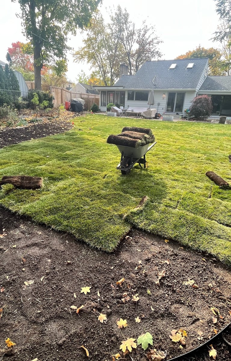 New green sod rolls being installed in a backyard lawn renovation project with a wheelbarrow.