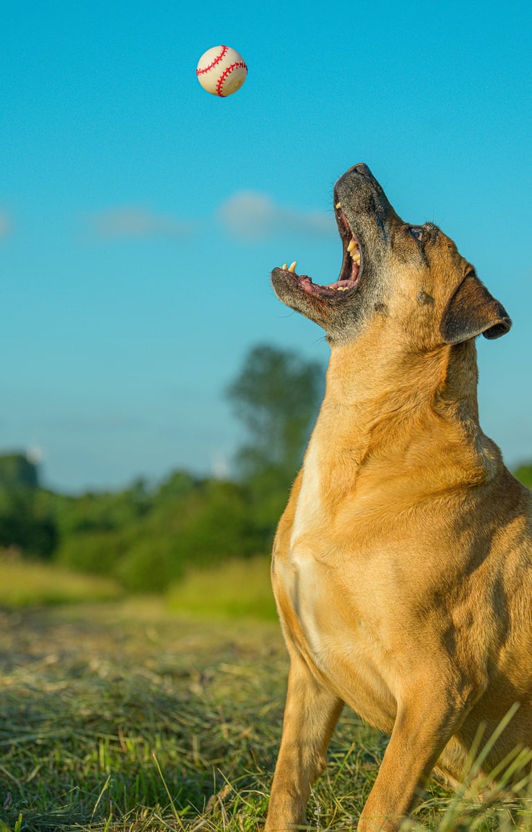 dogue attrappant une balle 