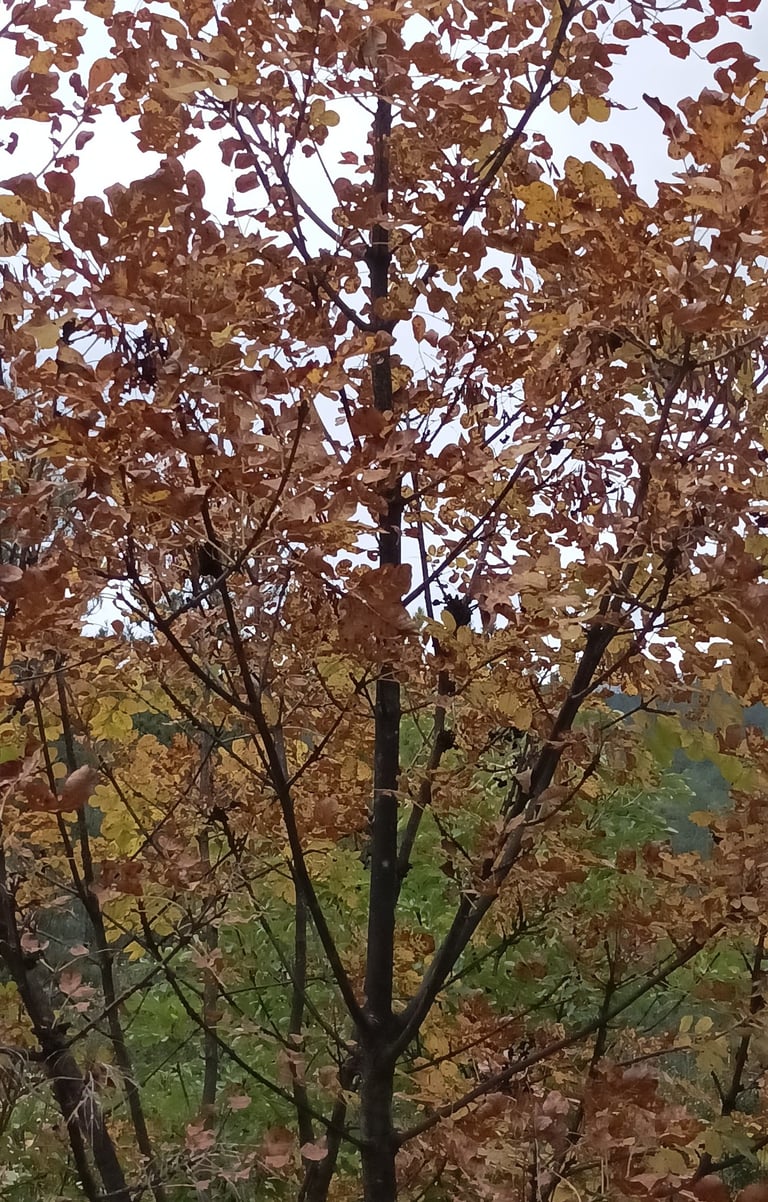 The beech