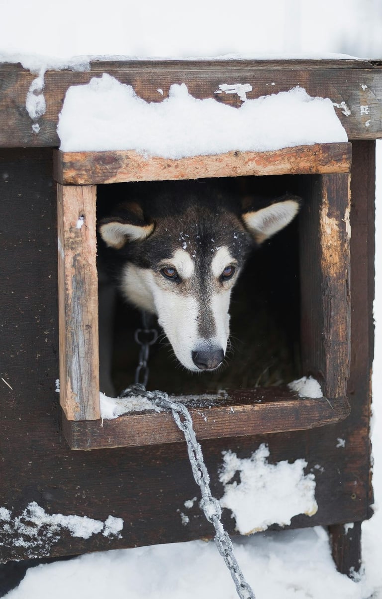 winter pet shelter