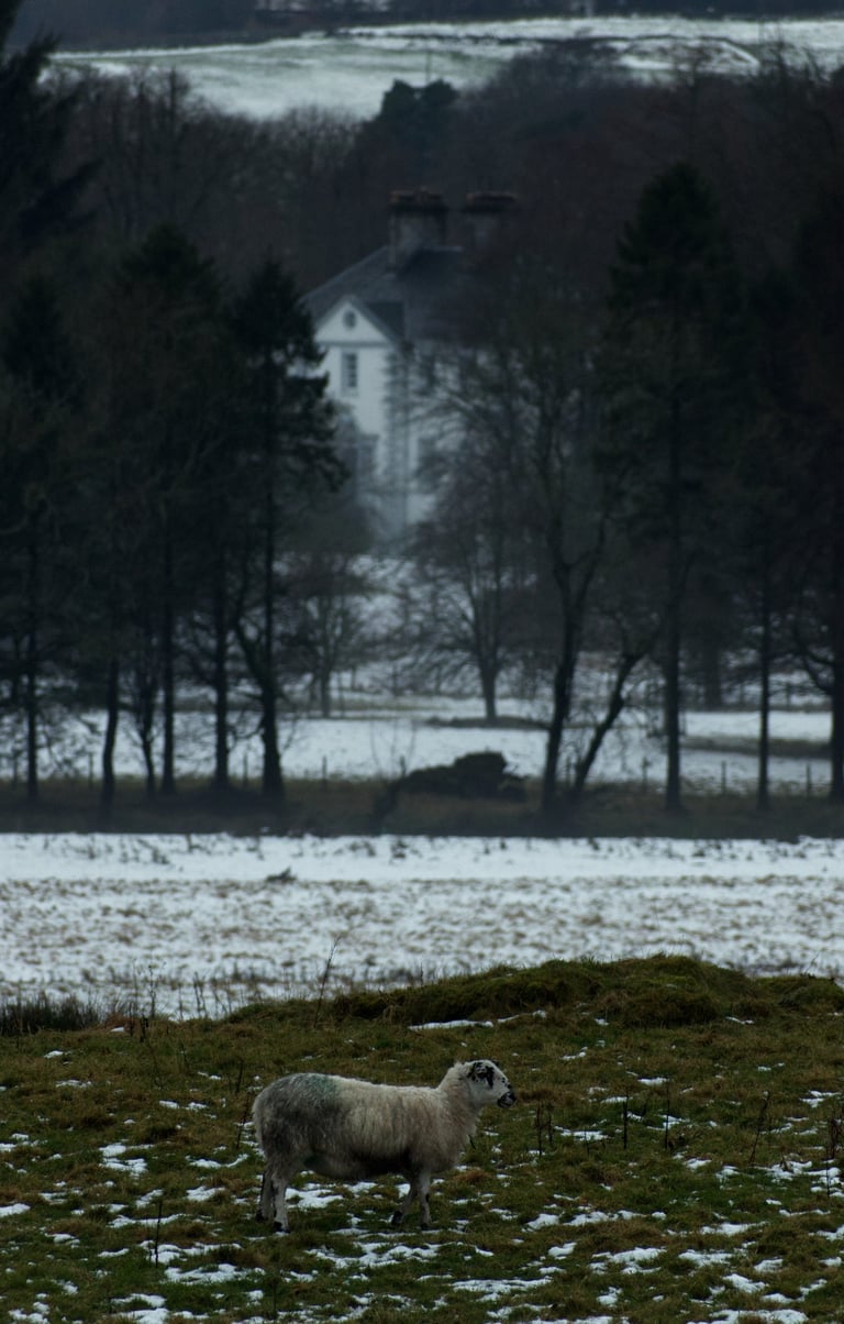 "Domain" - Kilmacolm, Scotland