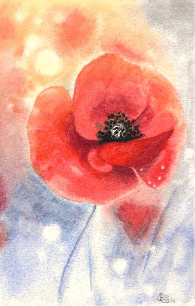a red poppy flower with a white background