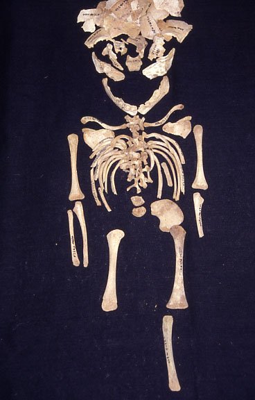 Infant from Castle Mall excavations, Norwich