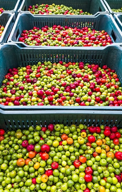 acerola