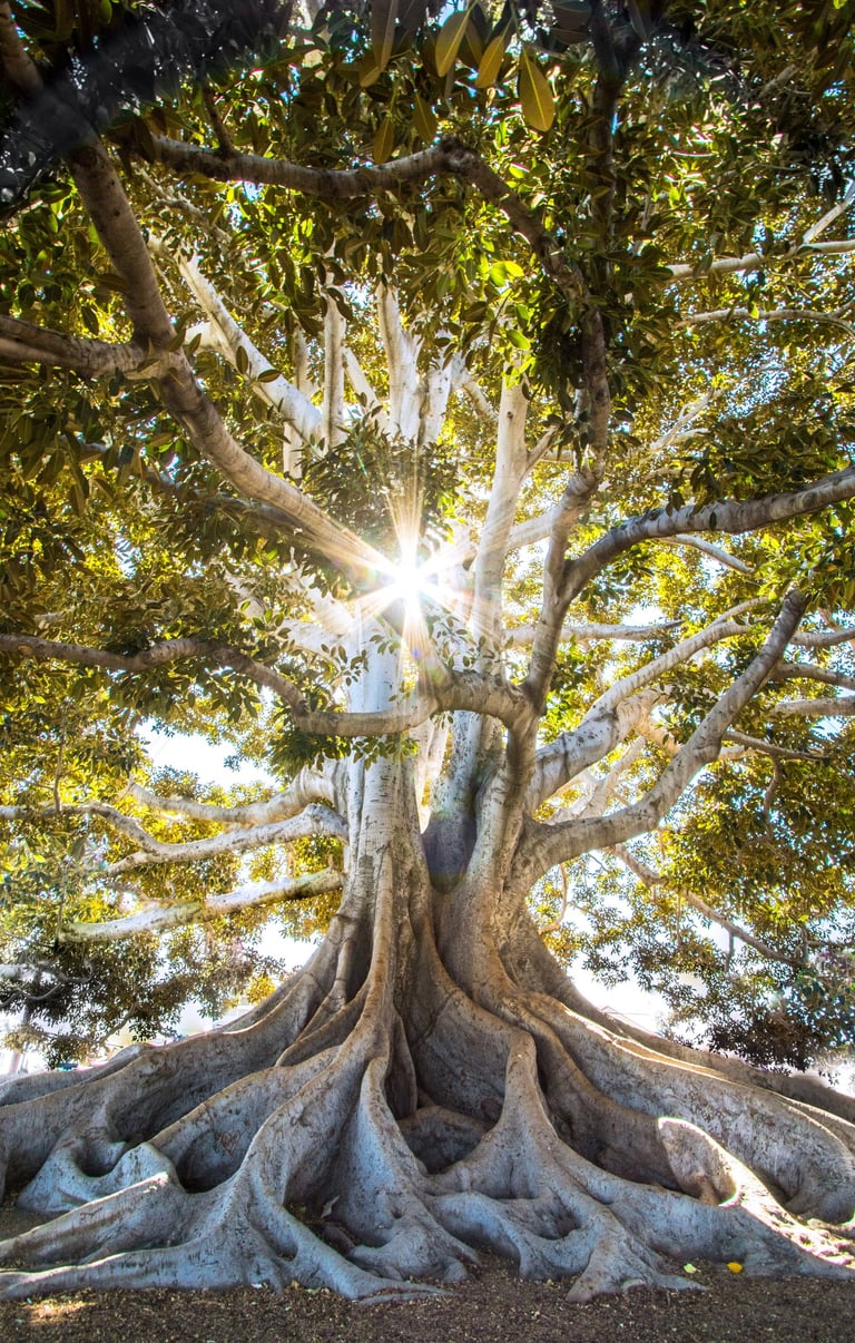 Sunlight shining down through a tree with intricate roots