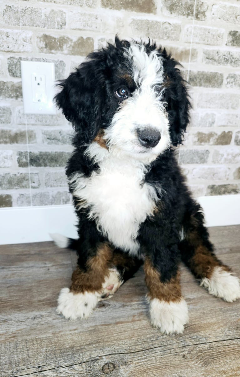Furnished Tri-Color Bernedoodle