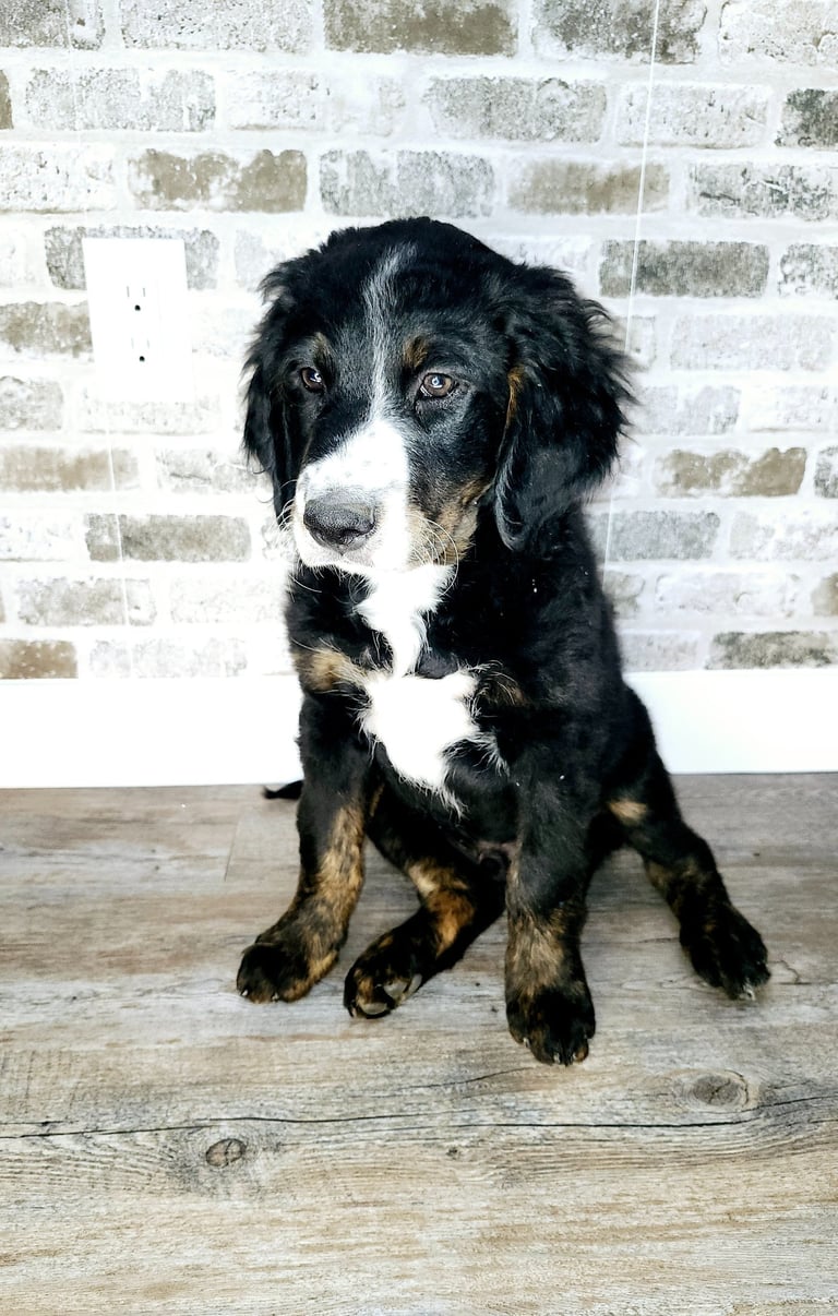 Unfurnished Tri-Color Bernedoodle