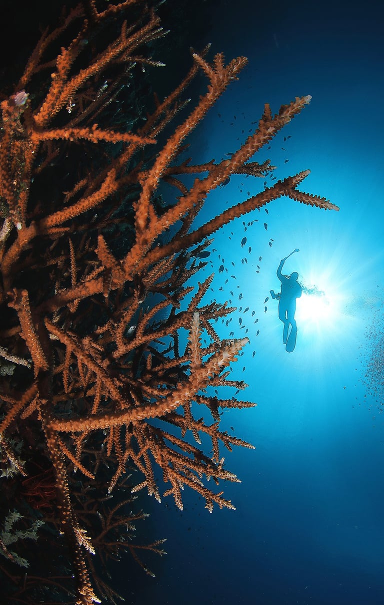 a diver is swimming in the ocean