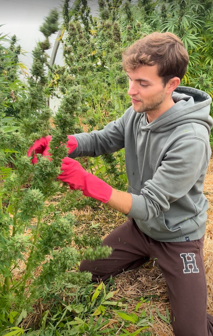 Ferme de Belon : Serre de CBD, manucure de CBD, cbd shop