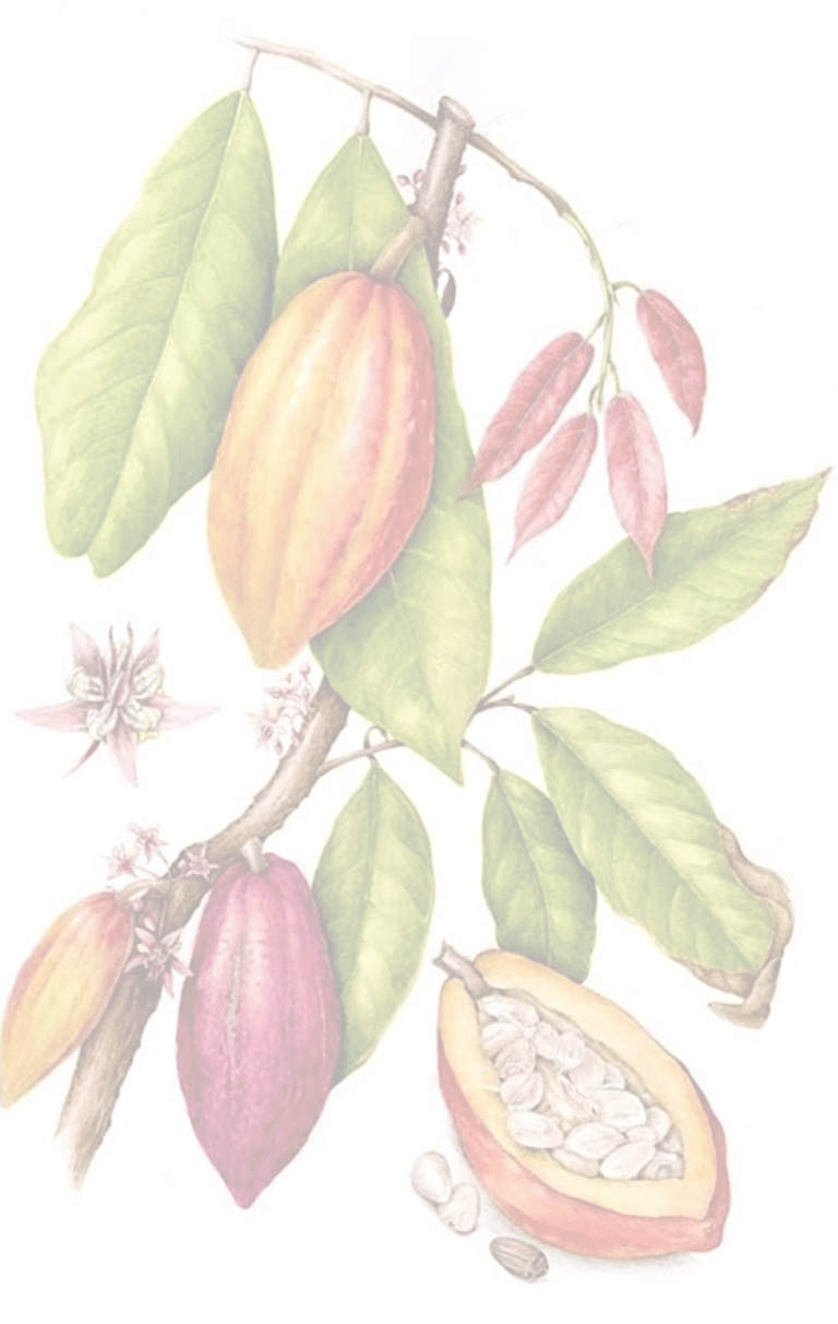 Panettone Trentasei chocolate importado