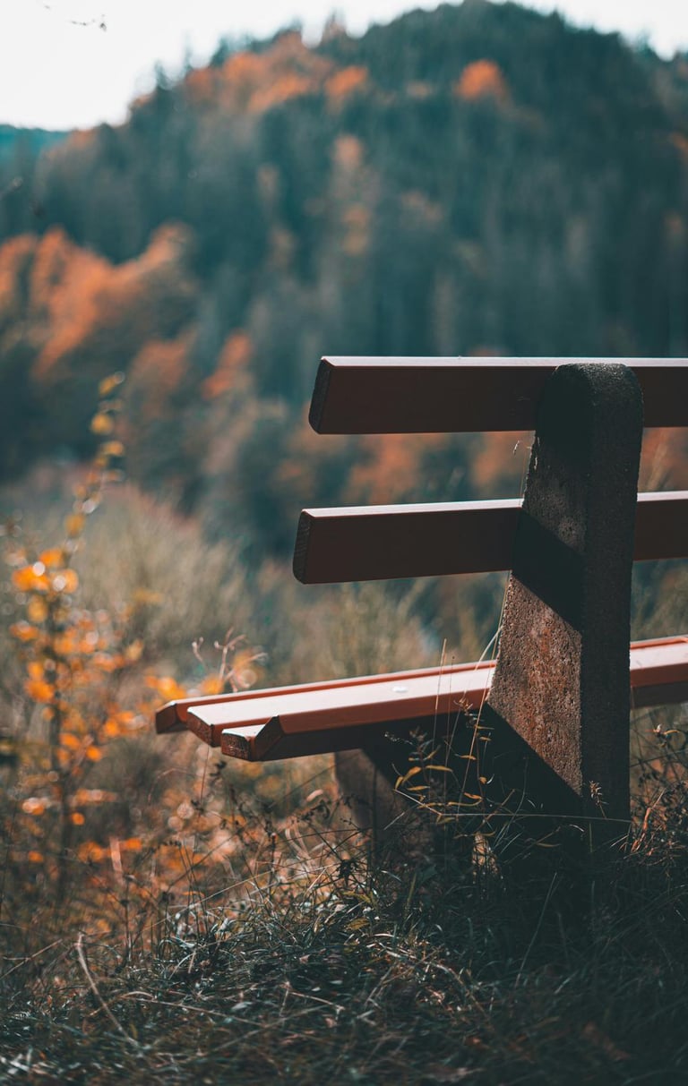 Wooden bench in nature with blurred trees in the background during autumn.