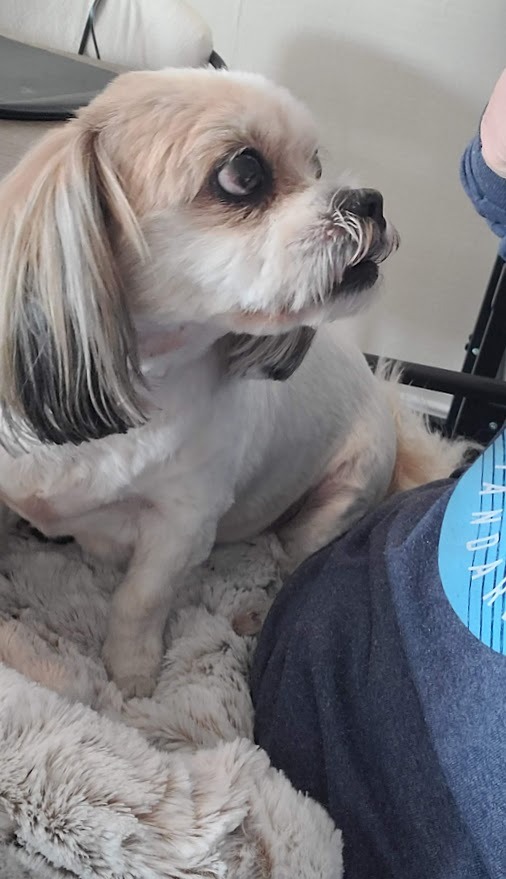 Adorable Dog in Furr Lap Pet Bed