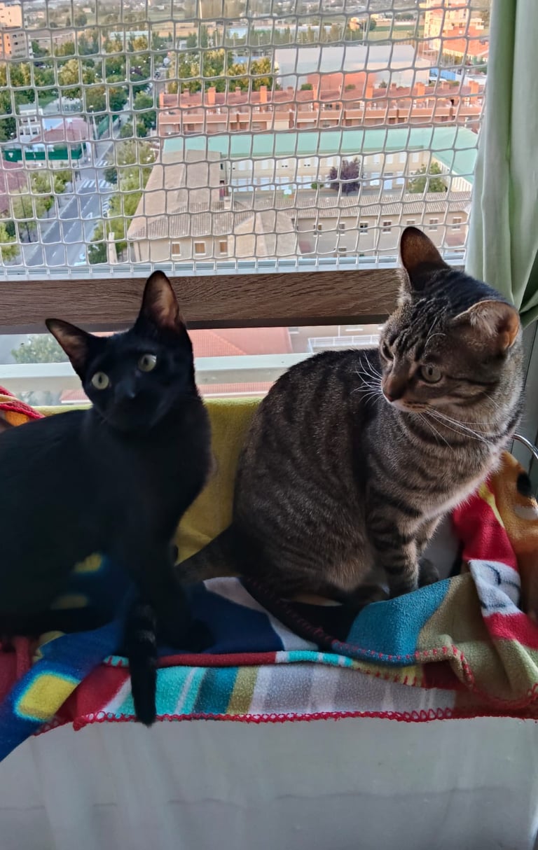 La Casita Tricolor Adopciones