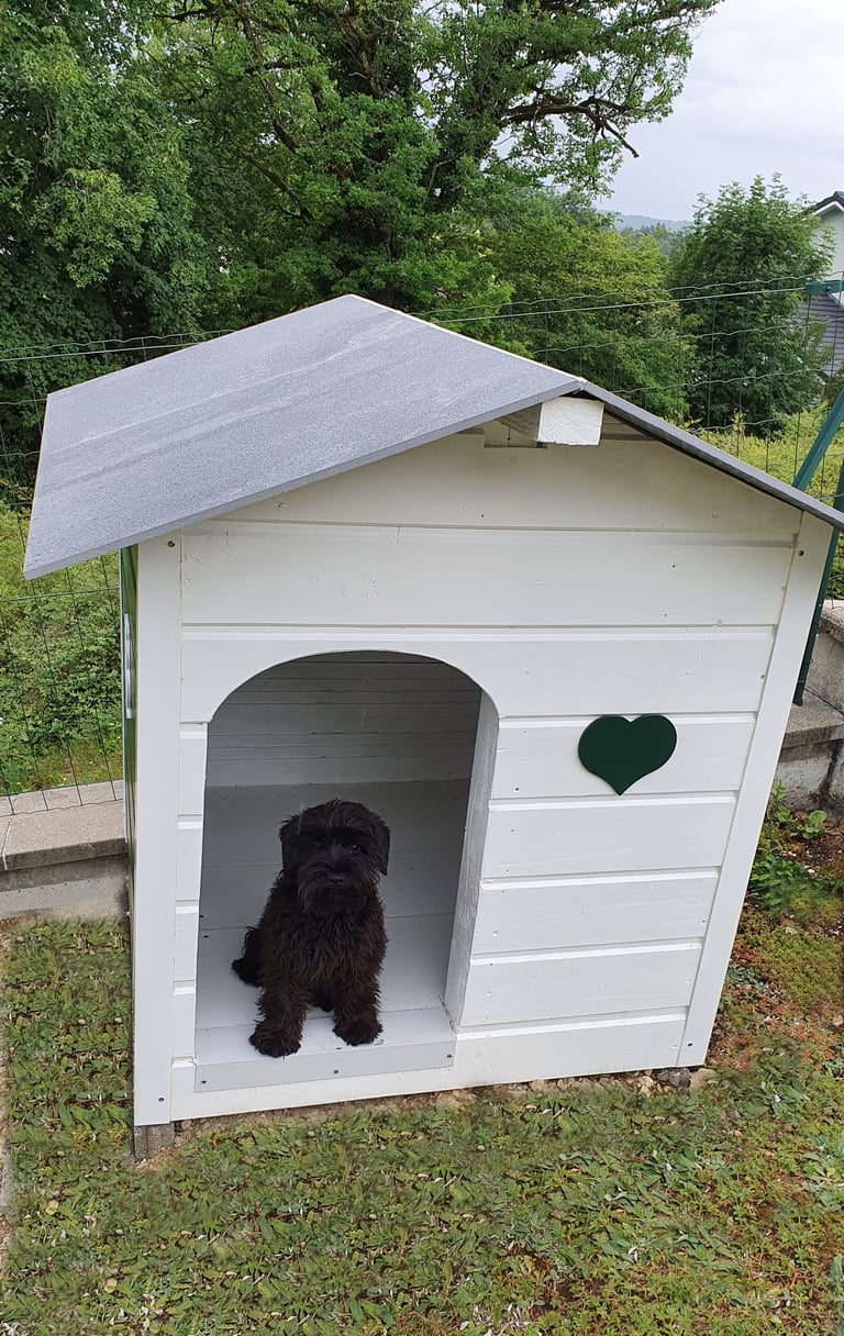 chiot Schnauzer assis dans une niche