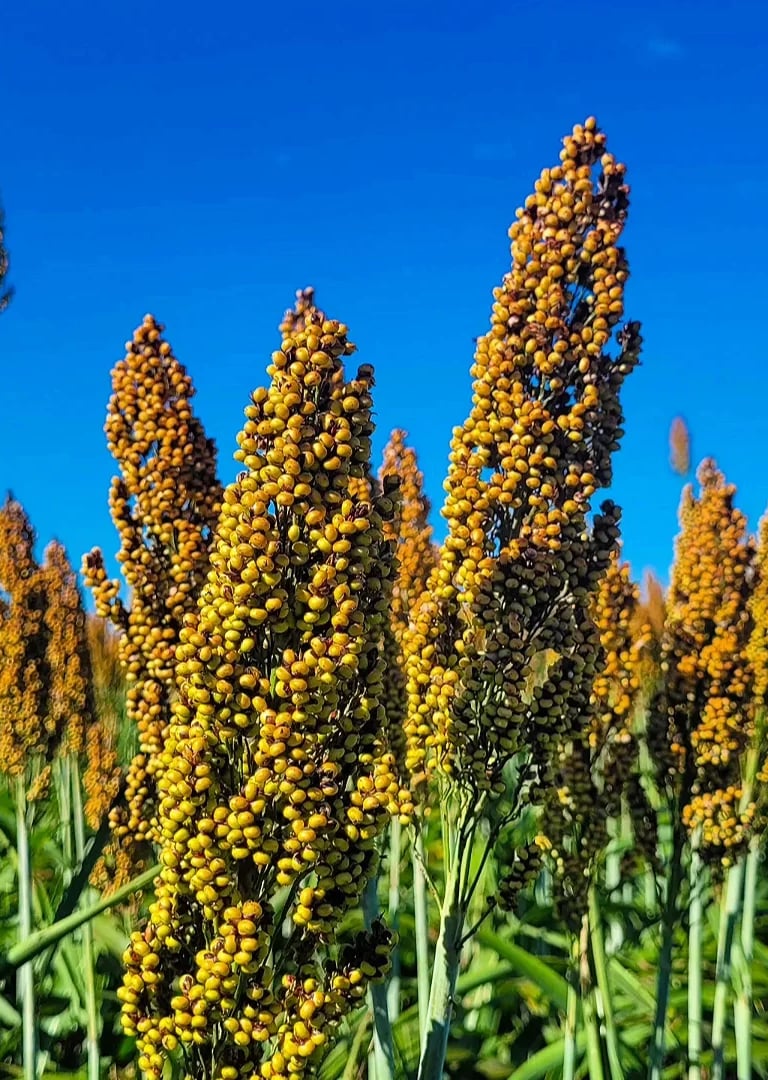 Plantação de Sorgo - Fazenda Iowa Mato Grosso