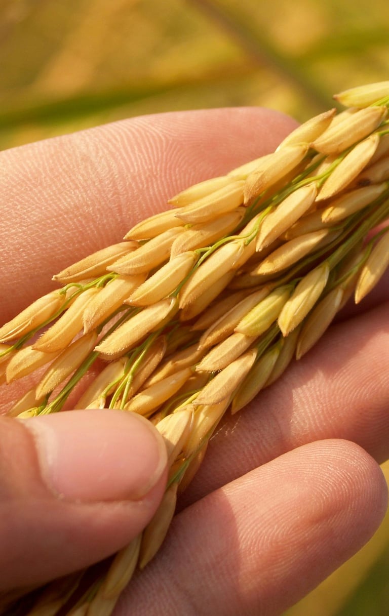 basmati rice crops skbr export 