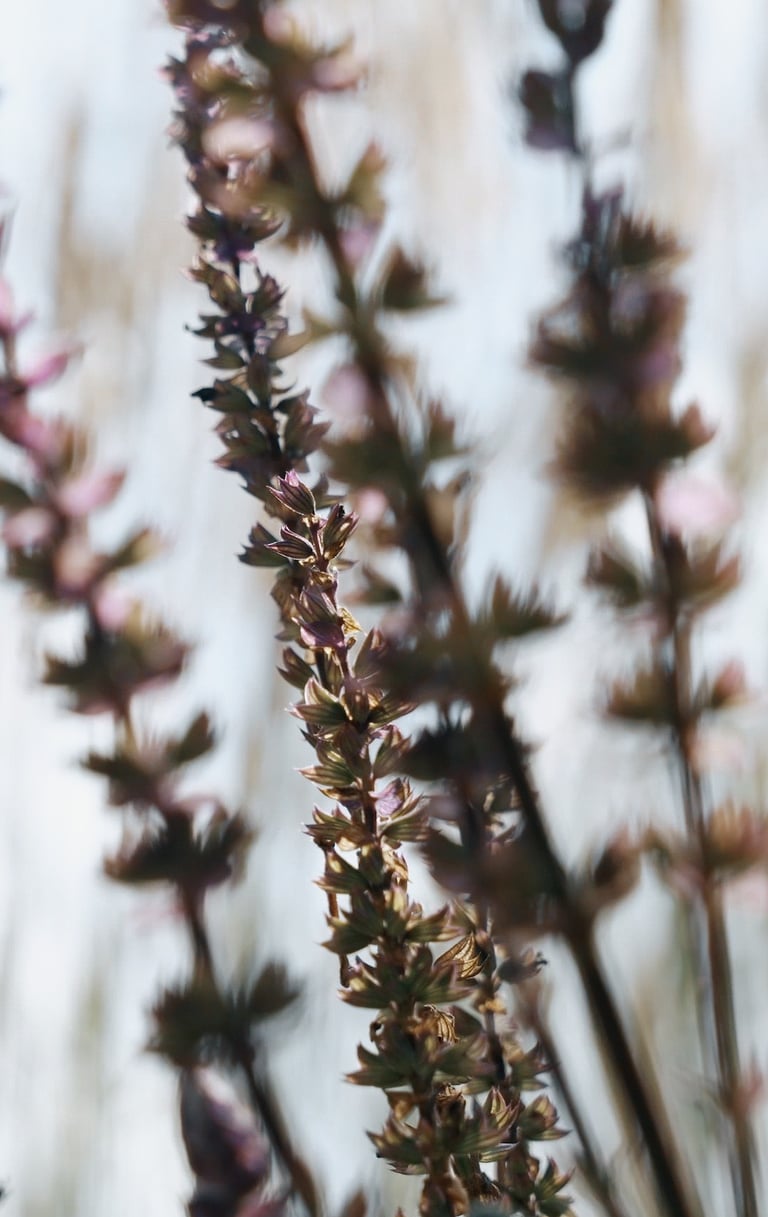 violetinis salvia augalas augantis kieme