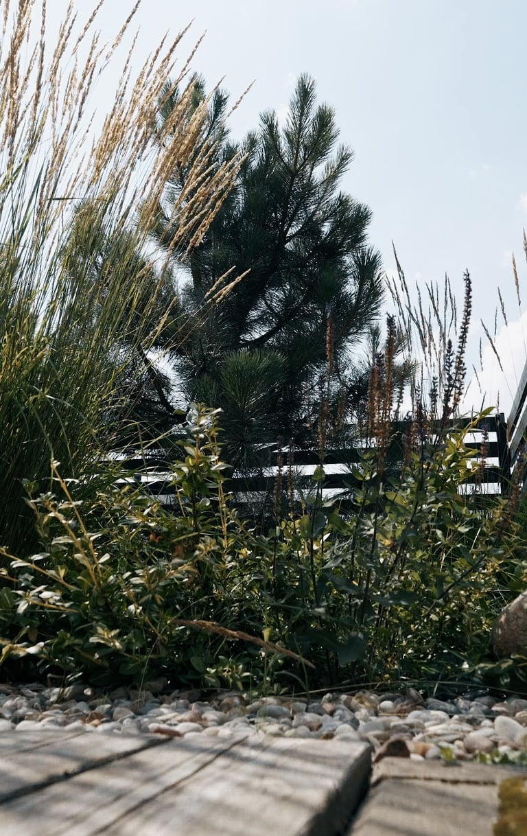 pušys tvora apželdinimas