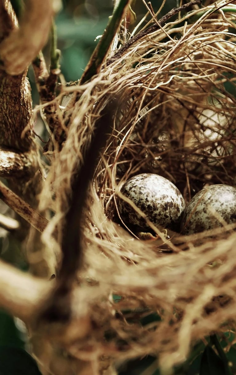a nestle of eggshells in a nestle