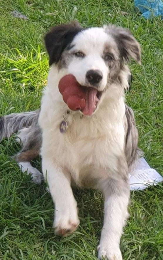  blue merle border collie puppies 
