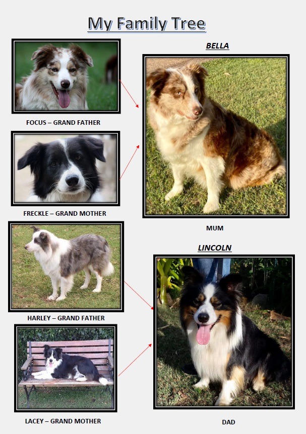 family tree pedigree border collie 