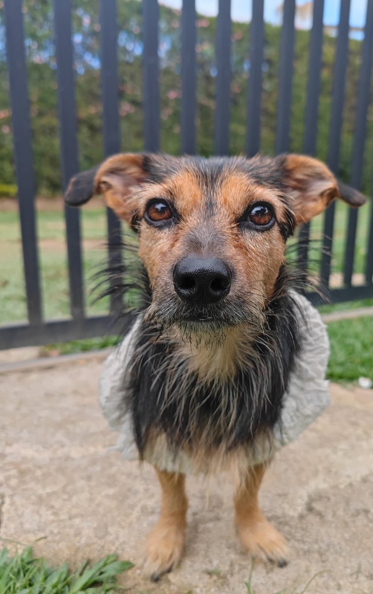 a dog is standing on a concrete surface