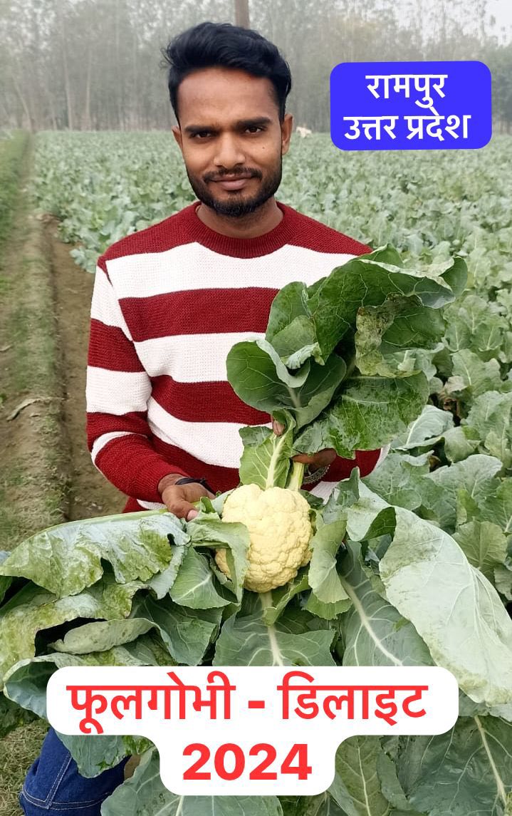 A farmer in Rampur, Uttar Pradesh holding a fresh cauliflower harvest in a vegetable field.