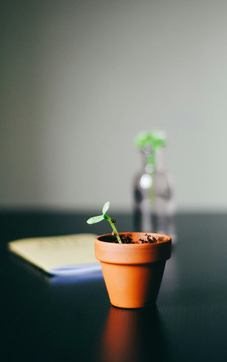 a small plant in a potted potted on a table