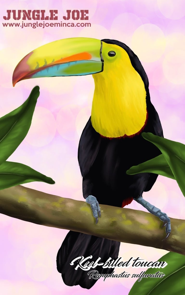 birdwatching tour minca