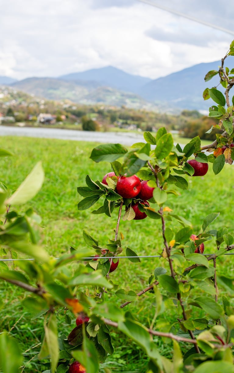 pomme rouge dans un verger bio en Savoie