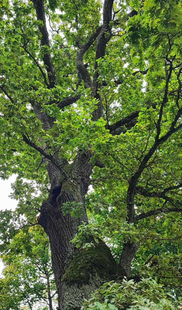 Grindų centras ąžuolinės