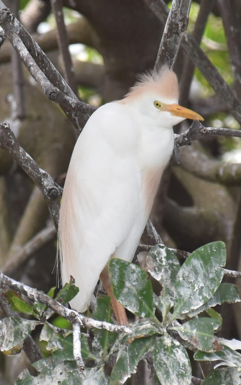 héron dans le Parc National de Bardiya