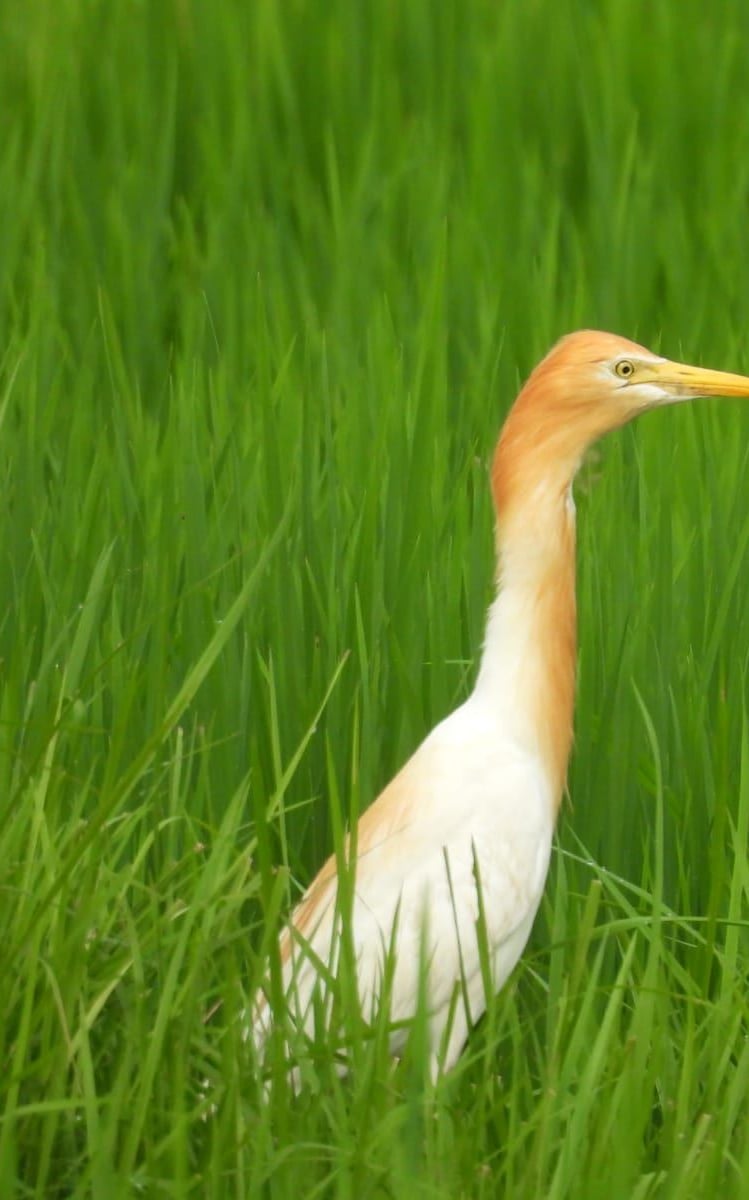 Aigrette dans un champs de riz