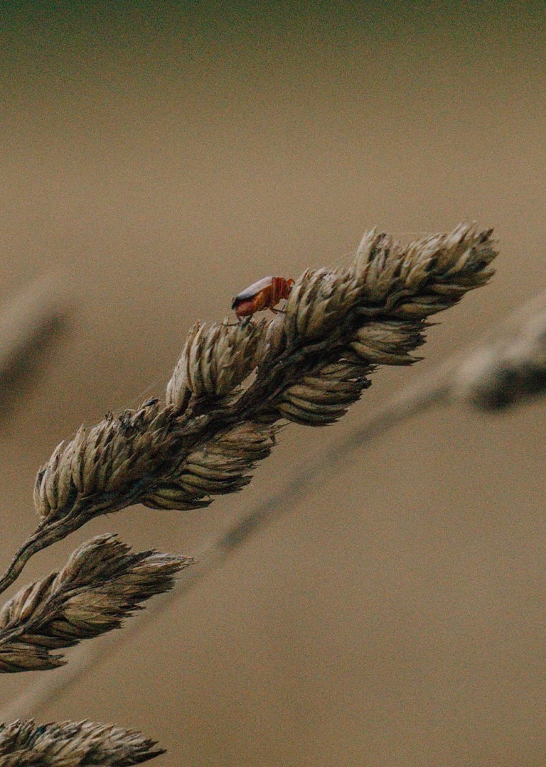Fotografía de un insecto posando en una planta