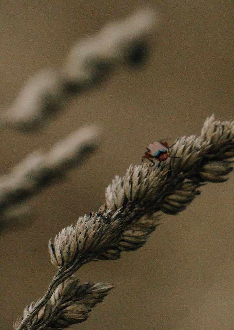 Fotografía de un insecto posando en una planta