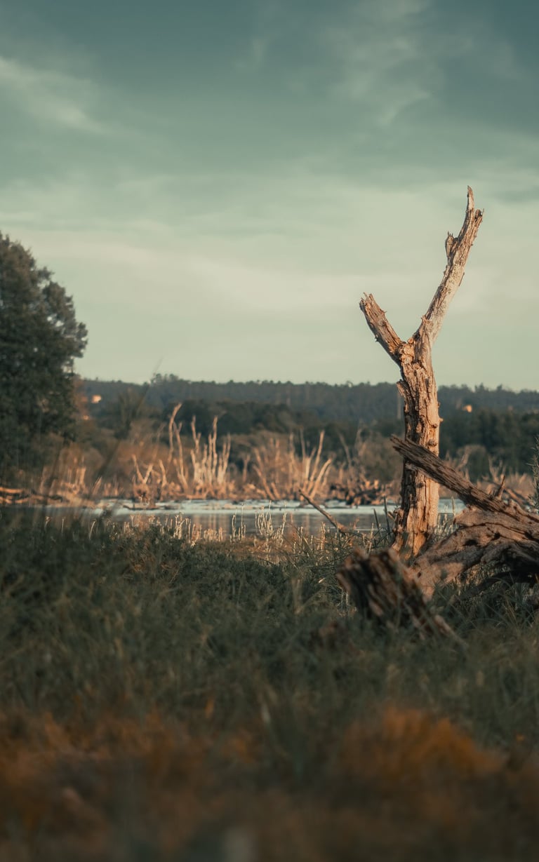Vistas al pantano de Cecebre