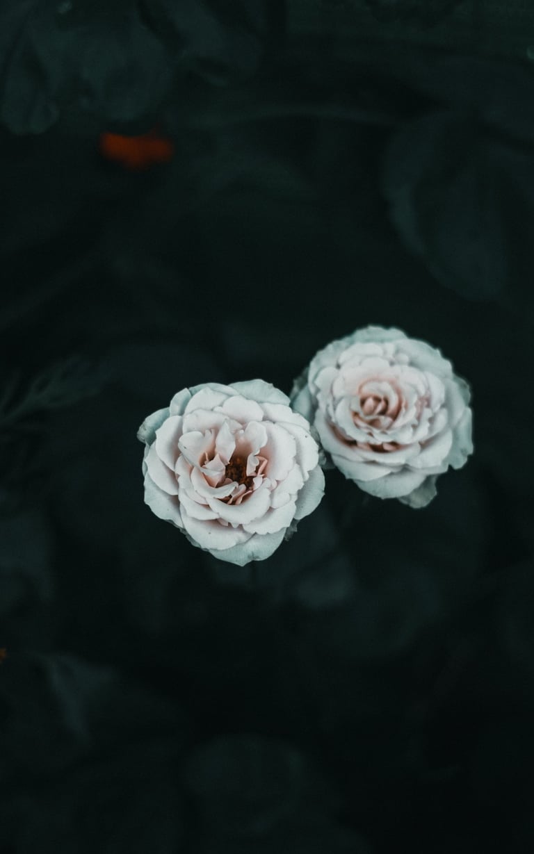 Fotografía de rosas blancas