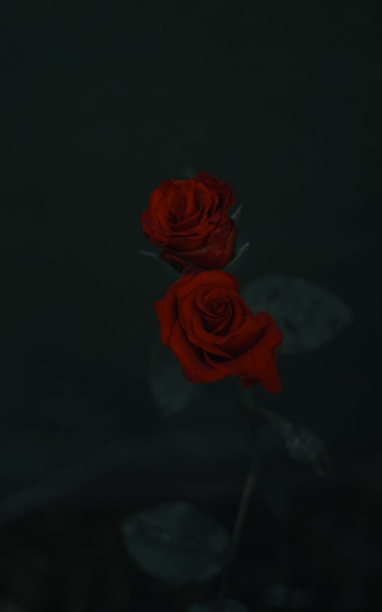 Fotografía de rosas rojas