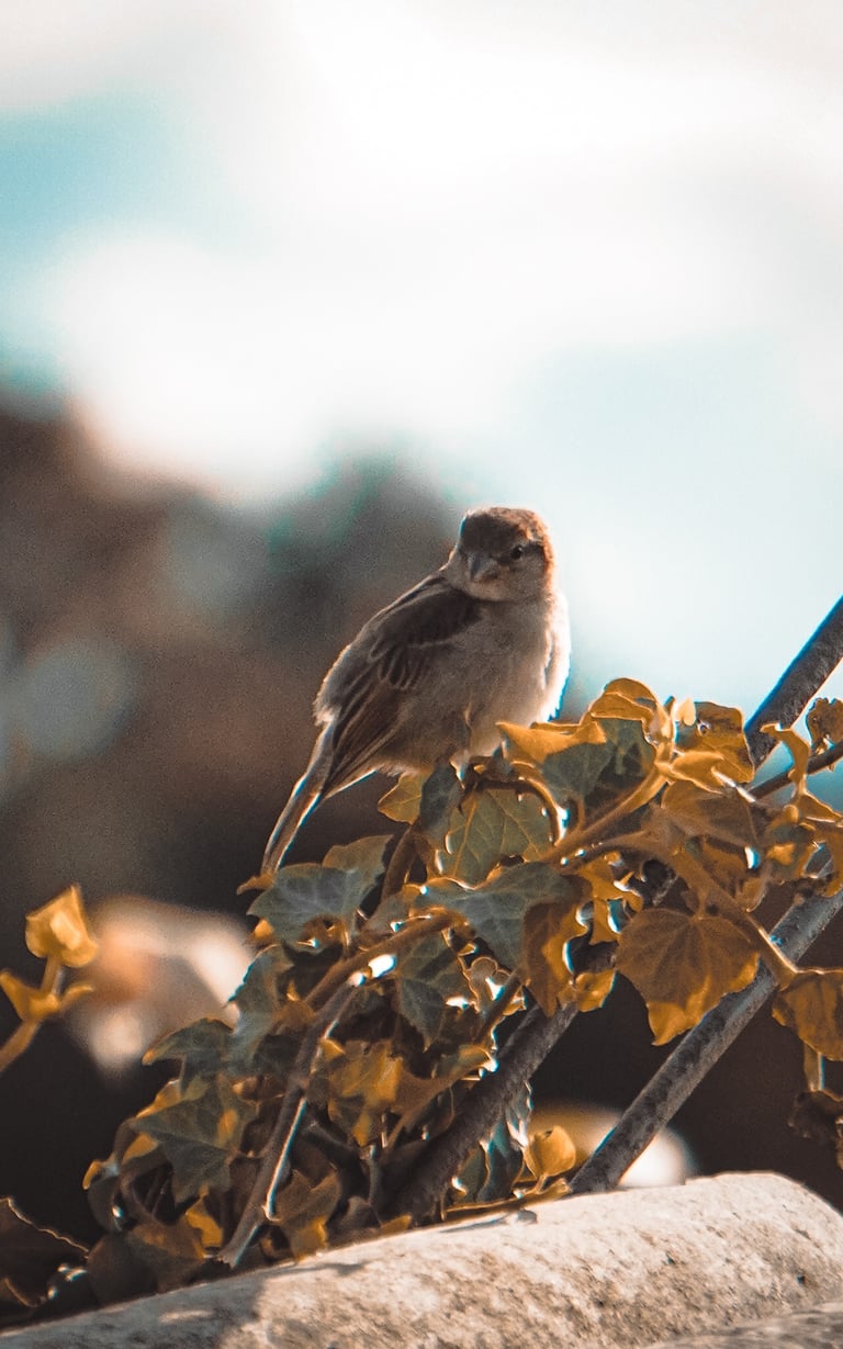 Fotografía de un pequeño gorrión