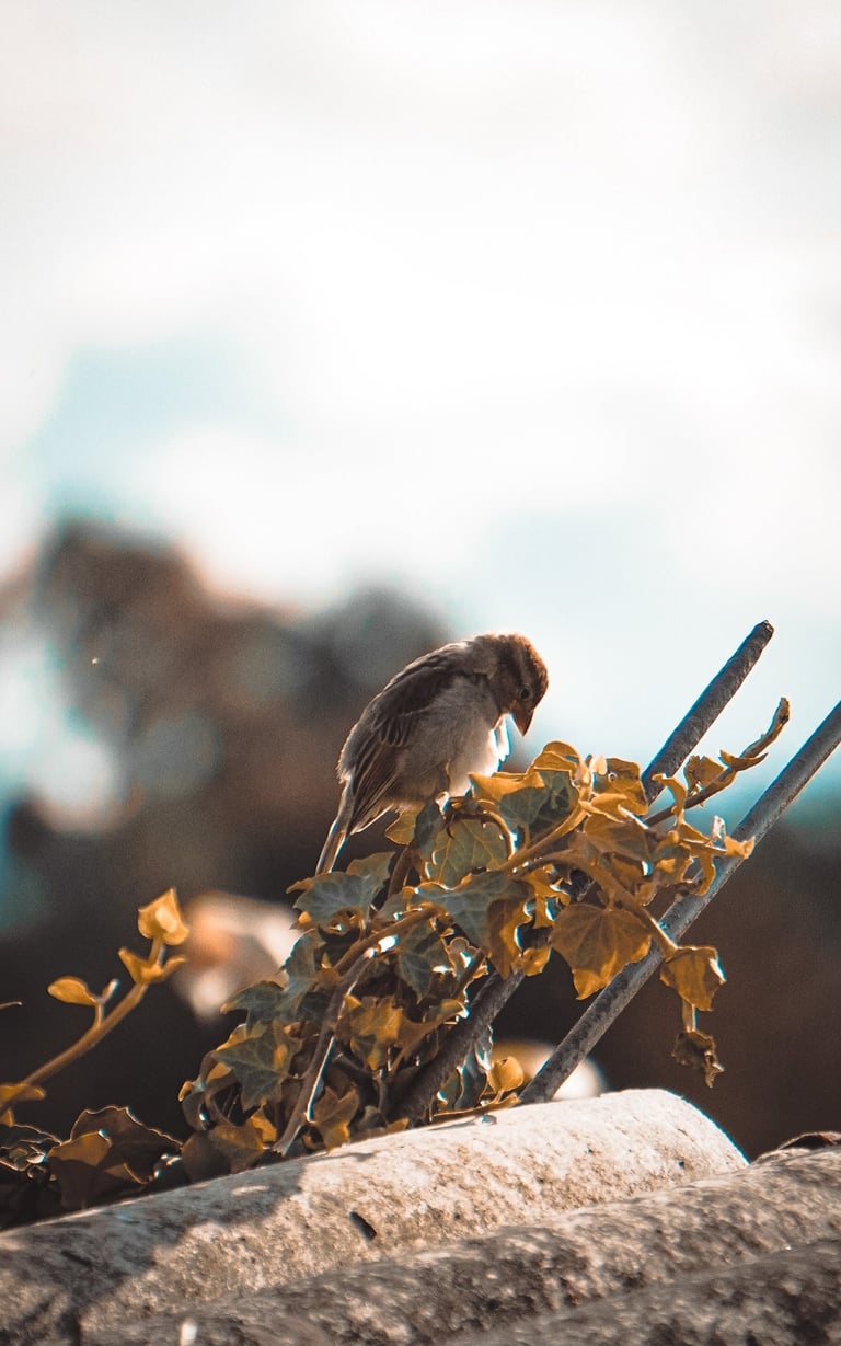 Fotografía de un pequeño gorrión