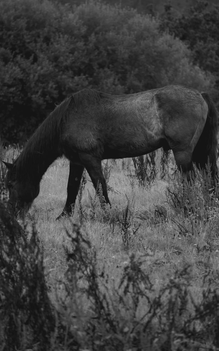 Fotografía de un caballo