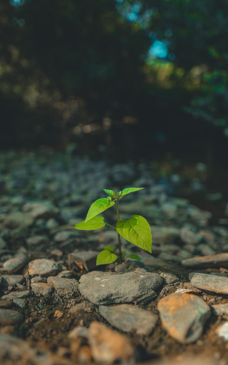 Una planta entre piedras