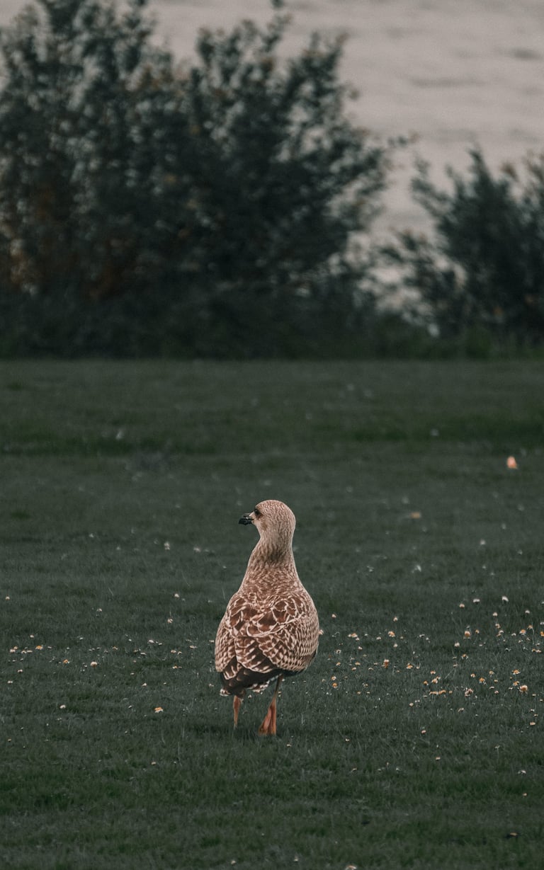 Una gaviota en el Monte de San Pedro, A Coruña