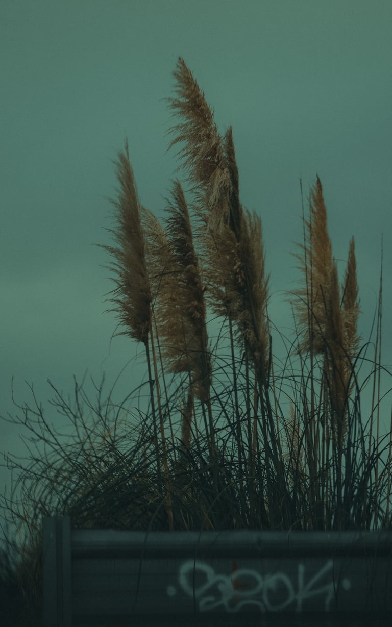 Fotografía de plantas entre el cielo oscuro